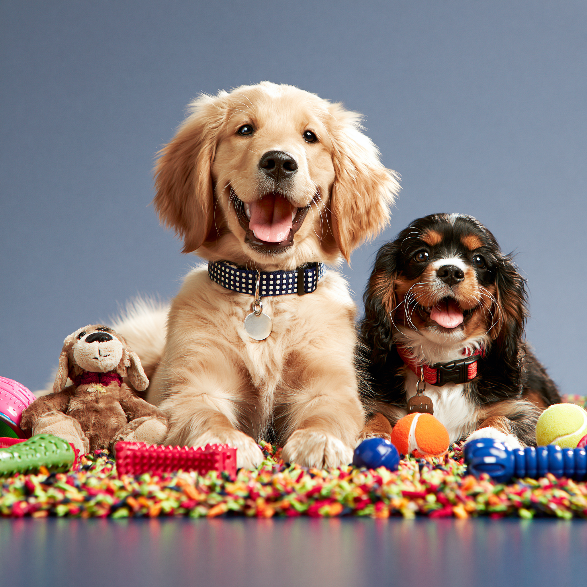 Golden retriever puppy wearing a personalised pet collar on a cobalt-blue backdrop