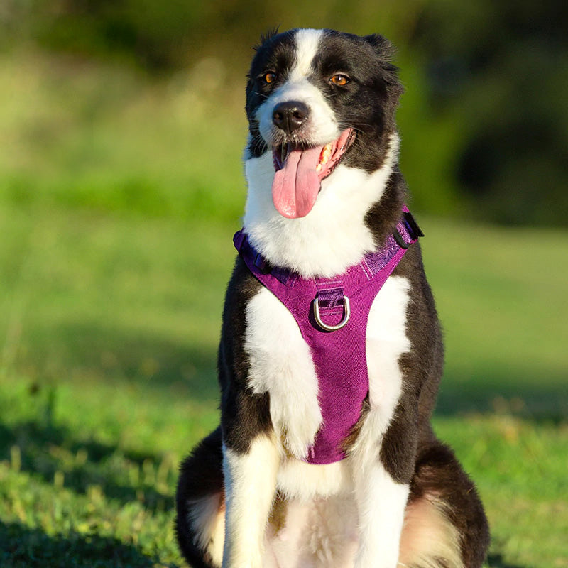 Escape Proof Dog Harness Double-H Waterproof