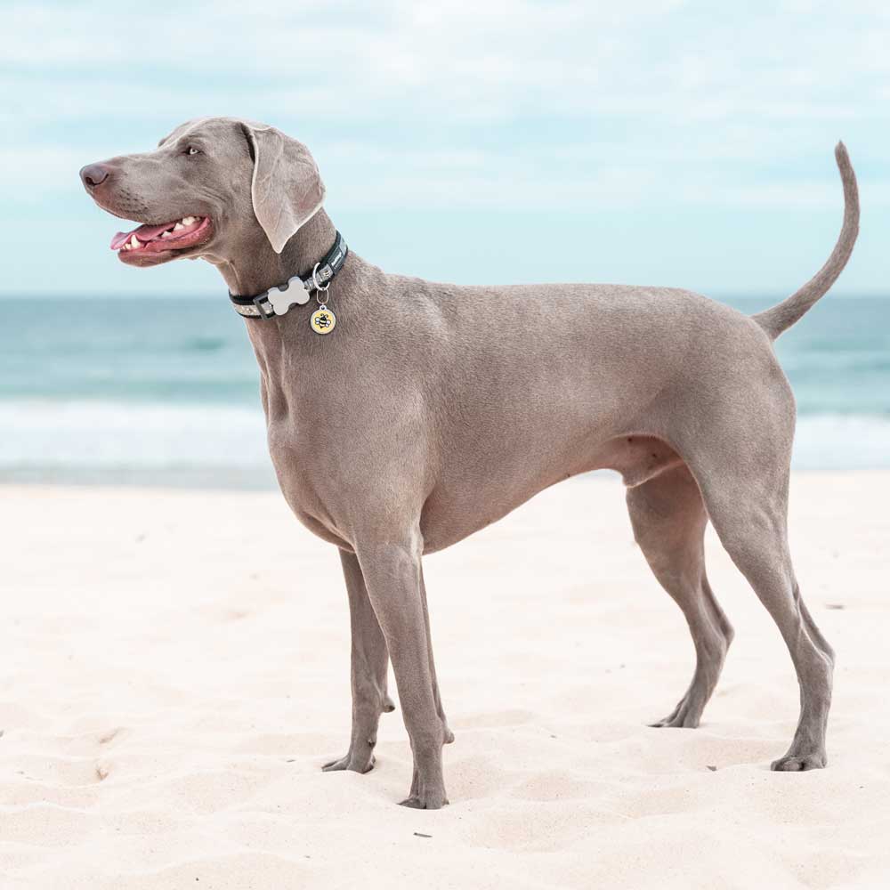 Dog Collar Bumble Bee Black