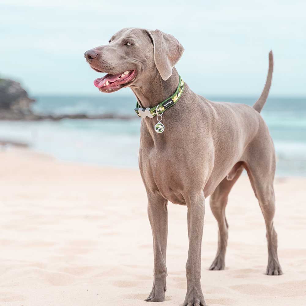 Dog Collar Camouflage Green