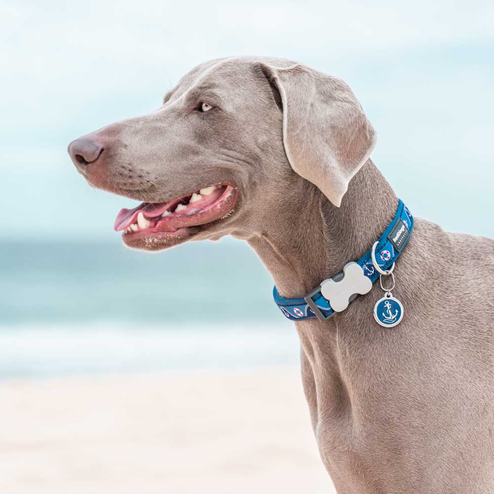 Dog Collar Nautical Navy