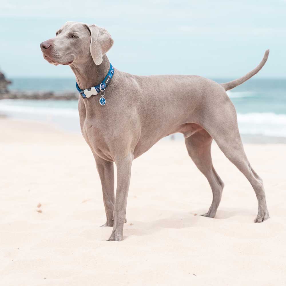 Dog Collar Nautical Navy