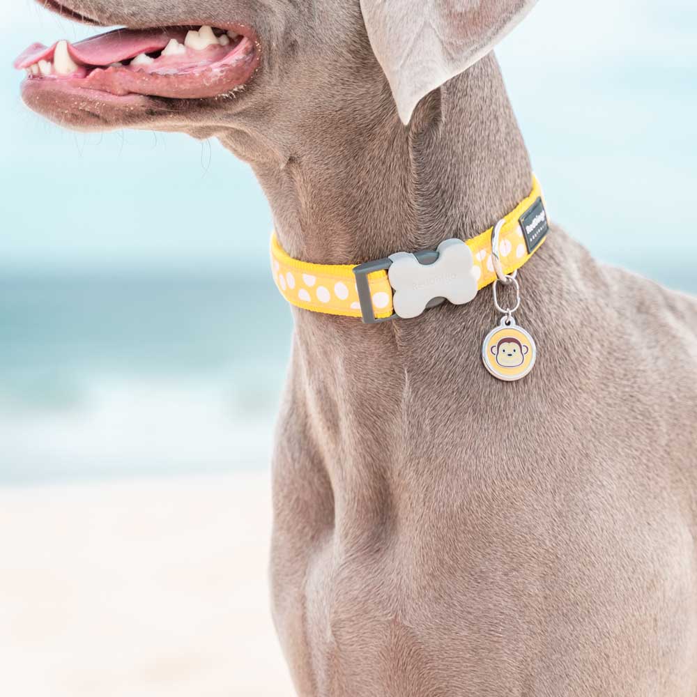 Dog Collar White Spots on Yellow