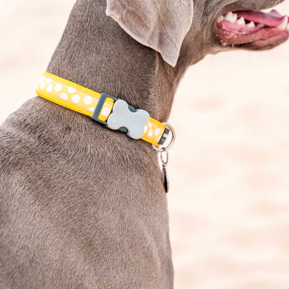Dog Collar White Spots on Yellow