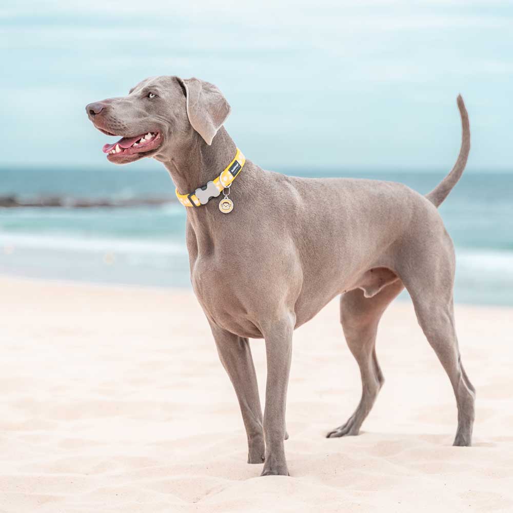 Dog Collar White Spots on Yellow