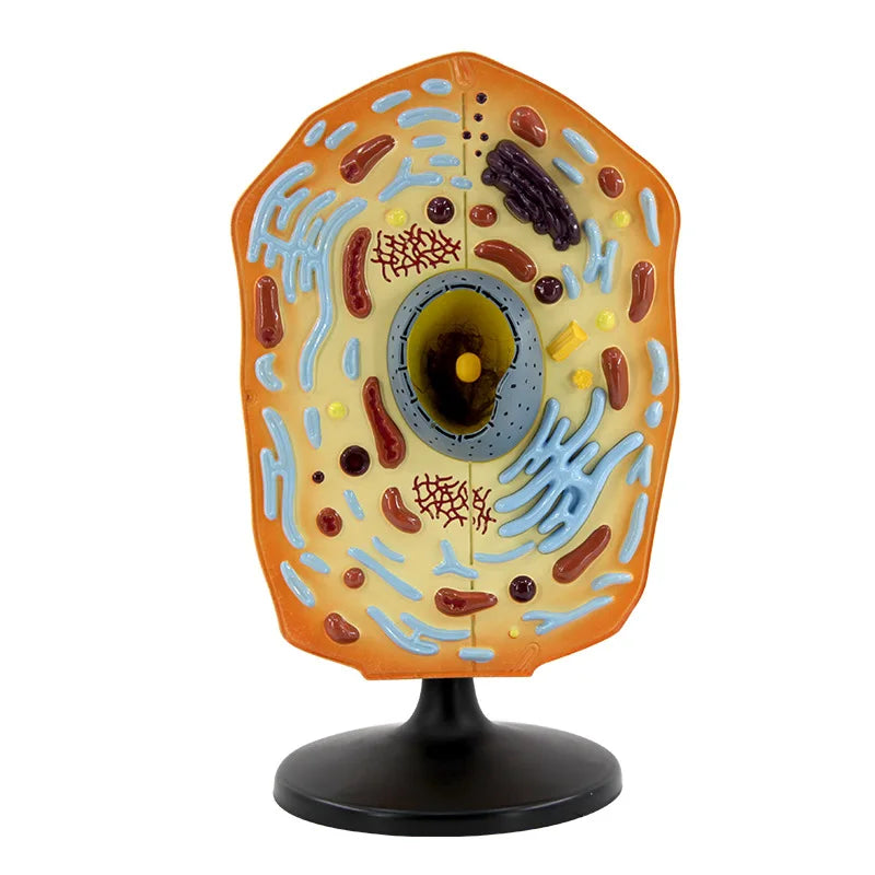 HOYE CRAFT Educational Animal Thin Chest Model Biological Teaching Instrument Animal Cell Model