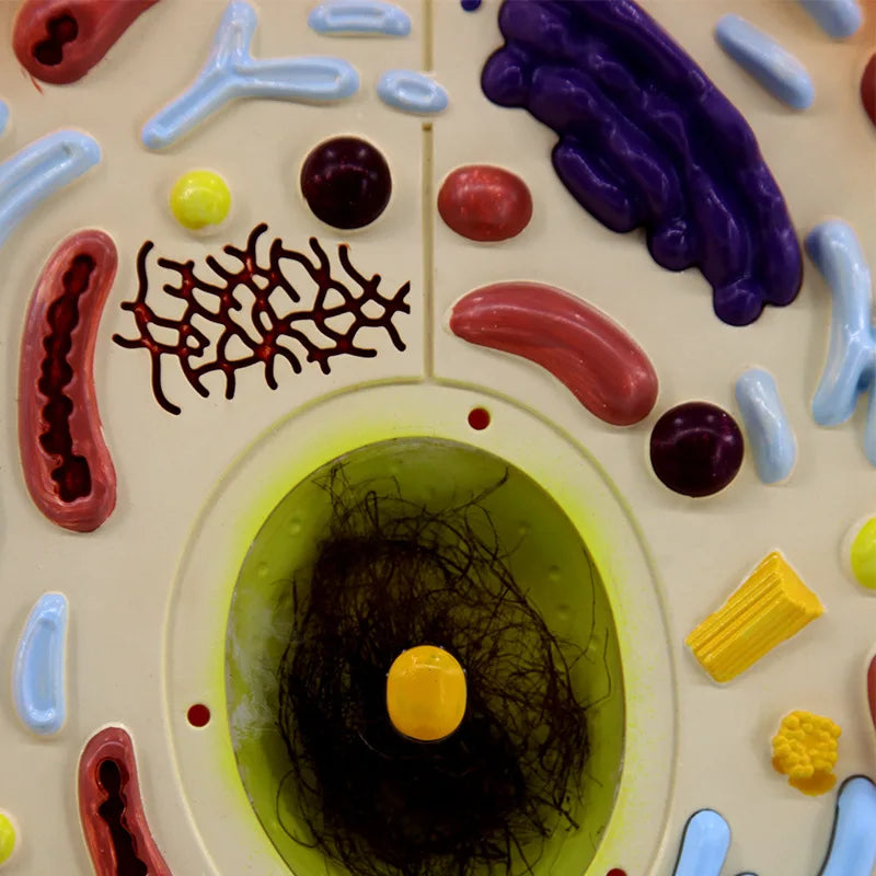 HOYE CRAFT Educational Animal Thin Chest Model Biological Teaching Instrument Animal Cell Model