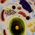 HOYE CRAFT Educational Animal Thin Chest Model Biological Teaching Instrument Animal Cell Model