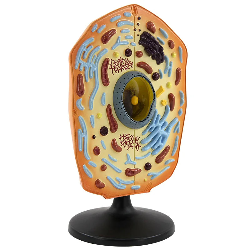 HOYE CRAFT Educational Animal Thin Chest Model Biological Teaching Instrument Animal Cell Model