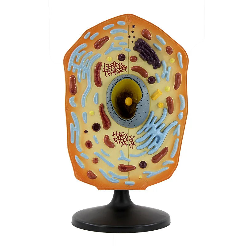 HOYE CRAFT Educational Animal Thin Chest Model Biological Teaching Instrument Animal Cell Model