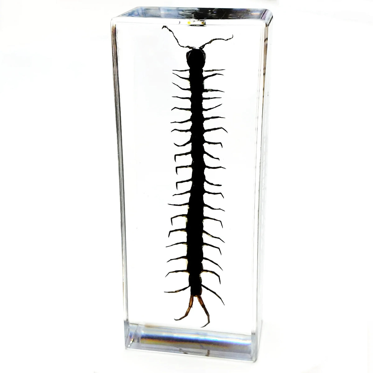 Large Size Insect in Resin Specimen Bugs Taxidermy Collection Resin Preserved Specimen Set for Science, Education Desk Ornament