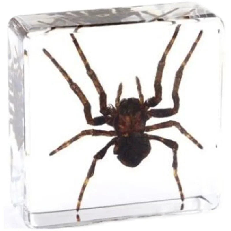 29 New Real Insect Specimen Resin Scarab Spider Specimen Beetle Flower Marine Plant Teaching Kids Gift Box Room Home Decoration