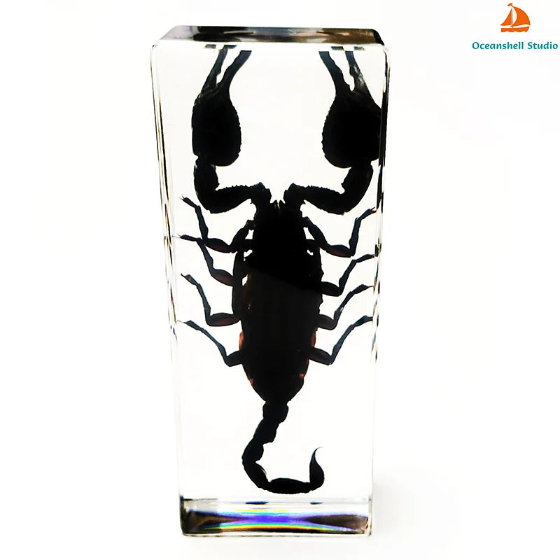 Large Size Insect in Resin Specimen Bugs Taxidermy Collection Resin Preserved Specimen Set for Science, Education Desk Ornament