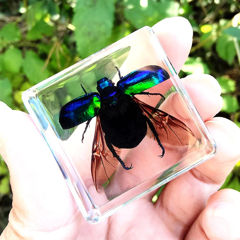 29 New Real Insect Specimen Resin Scarab Spider Specimen Beetle Flower Marine Plant Teaching Kids Gift Box Room Home Decoration