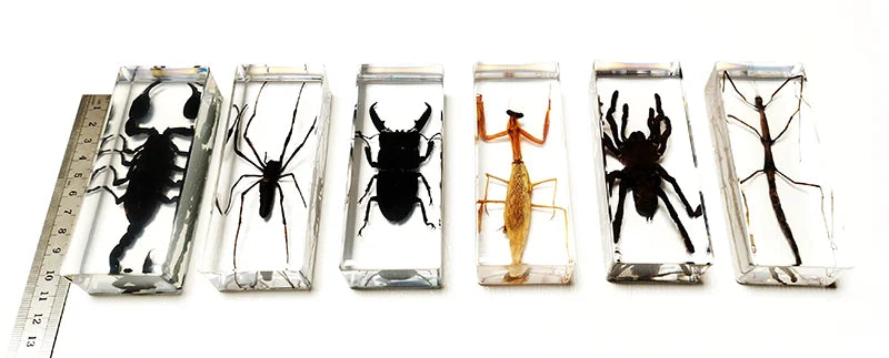 Large Size Insect in Resin Specimen Bugs Taxidermy Collection Resin Preserved Specimen Set for Science, Education Desk Ornament