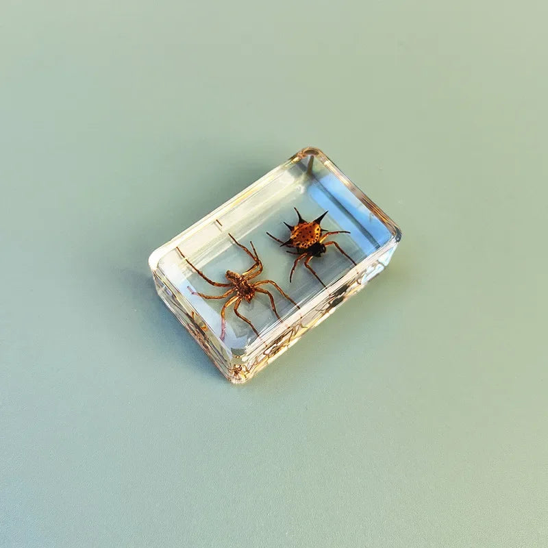 29 New Real Insect Specimen Resin Scarab Spider Specimen Beetle Flower Marine Plant Teaching Kids Gift Box Room Home Decoration
