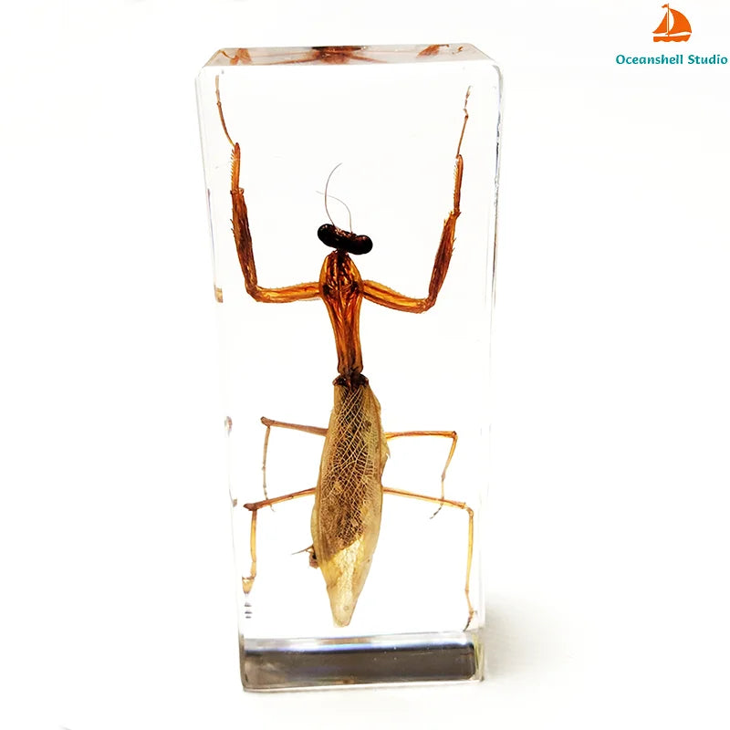 Large Size Insect in Resin Specimen Bugs Taxidermy Collection Resin Preserved Specimen Set for Science, Education Desk Ornament