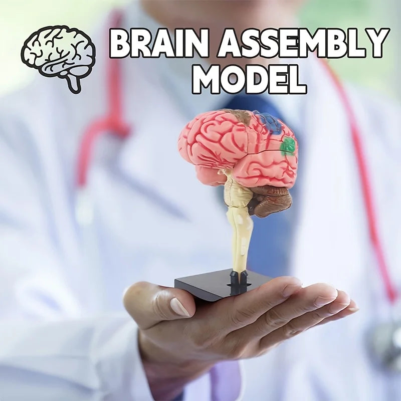 4D Human Brain Anatomy Assembly Model 32 Pcs Detachable Interactive Science Learning Kit Educational Biology Toy School Teaching
