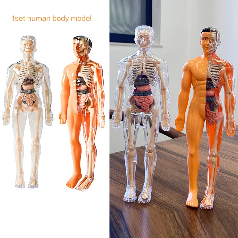 3D Human Skeleton Organ Anatomy Scientific Model Kit Kids Body Education Models Removable Simulation DIY Organ Assembly Model