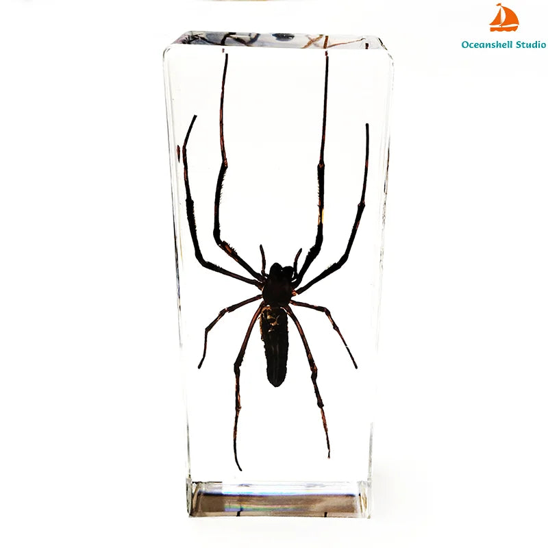 Large Size Insect in Resin Specimen Bugs Taxidermy Collection Resin Preserved Specimen Set for Science, Education Desk Ornament
