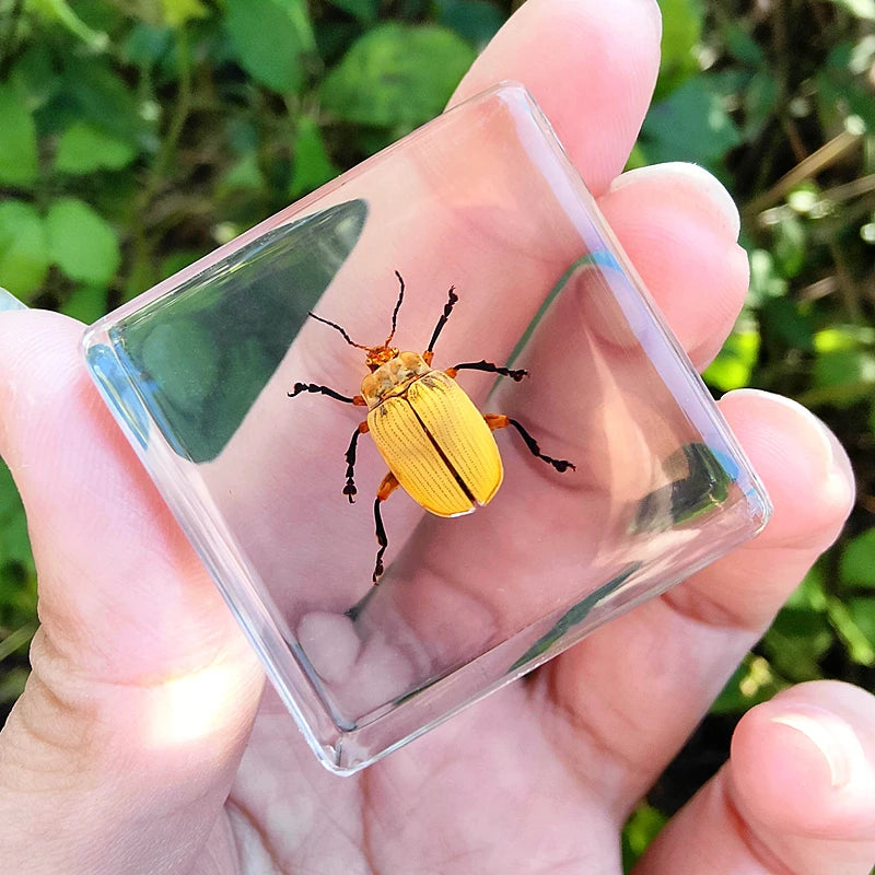29 New Real Insect Specimen Resin Scarab Spider Specimen Beetle Flower Marine Plant Teaching Kids Gift Box Room Home Decoration