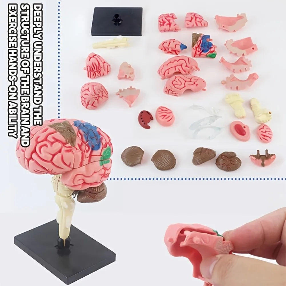 4D Human Brain Anatomy Assembly Model 32 Pcs Detachable Interactive Science Learning Kit Educational Biology Toy School Teaching