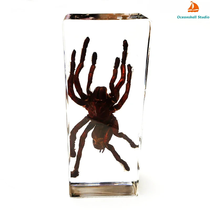 Large Size Insect in Resin Specimen Bugs Taxidermy Collection Resin Preserved Specimen Set for Science, Education Desk Ornament