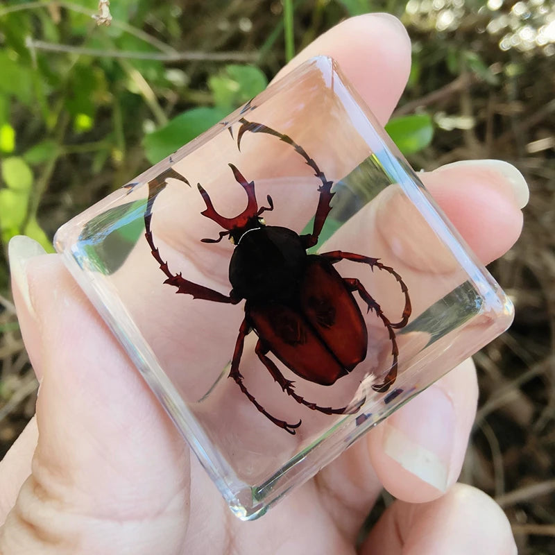 29 New Real Insect Specimen Resin Scarab Spider Specimen Beetle Flower Marine Plant Teaching Kids Gift Box Room Home Decoration