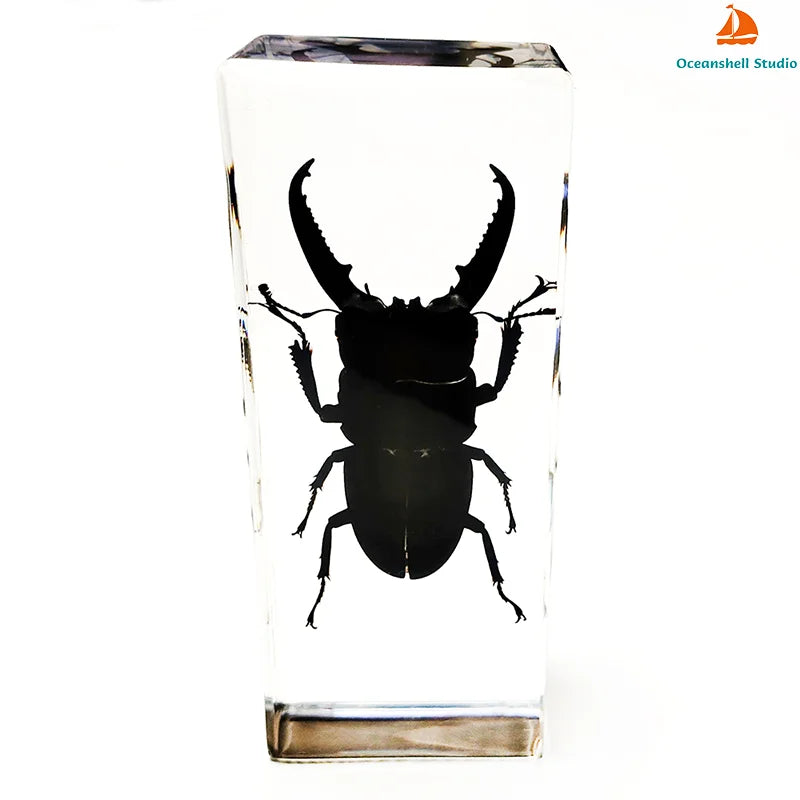 Large Size Insect in Resin Specimen Bugs Taxidermy Collection Resin Preserved Specimen Set for Science, Education Desk Ornament
