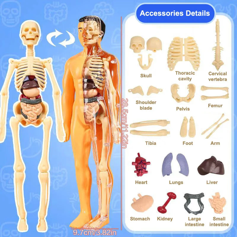 3D Human Skeleton Organ Anatomy Scientific Model Kit Kids Body Education Models Removable Simulation DIY Organ Assembly Model