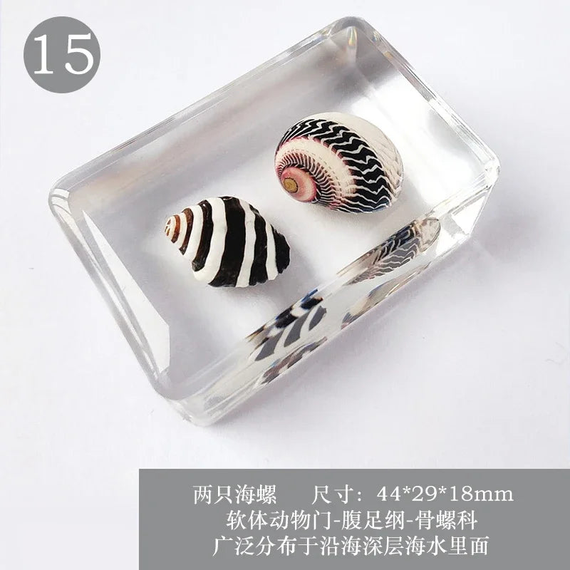 29 New Real Insect Specimen Resin Scarab Spider Specimen Beetle Flower Marine Plant Teaching Kids Gift Box Room Home Decoration