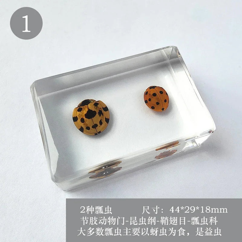 29 New Real Insect Specimen Resin Scarab Spider Specimen Beetle Flower Marine Plant Teaching Kids Gift Box Room Home Decoration