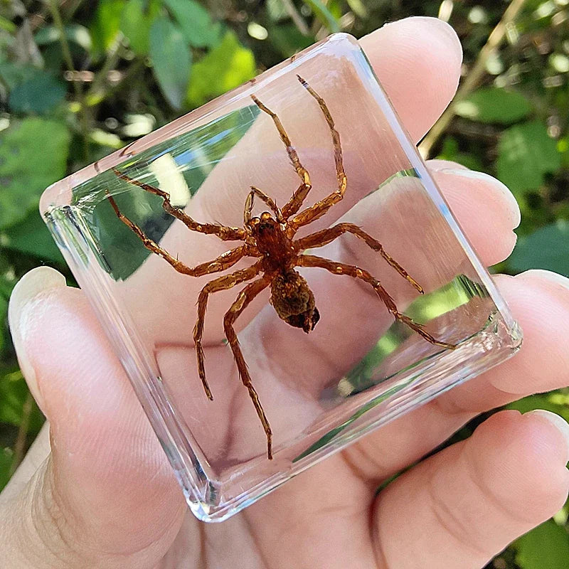 29 New Real Insect Specimen Resin Scarab Spider Specimen Beetle Flower Marine Plant Teaching Kids Gift Box Room Home Decoration