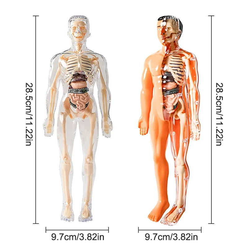 3D Human Skeleton Organ Anatomy Scientific Model Kit Kids Body Education Models Removable Simulation DIY Organ Assembly Model