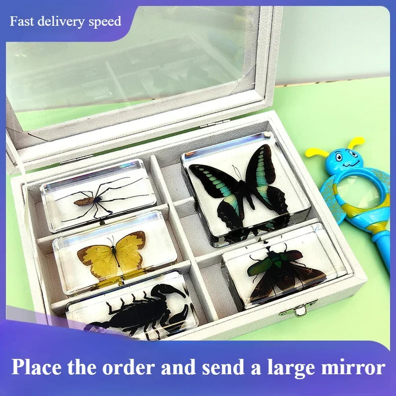 29 New Real Insect Specimen Resin Scarab Spider Specimen Beetle Flower Marine Plant Teaching Kids Gift Box Room Home Decoration