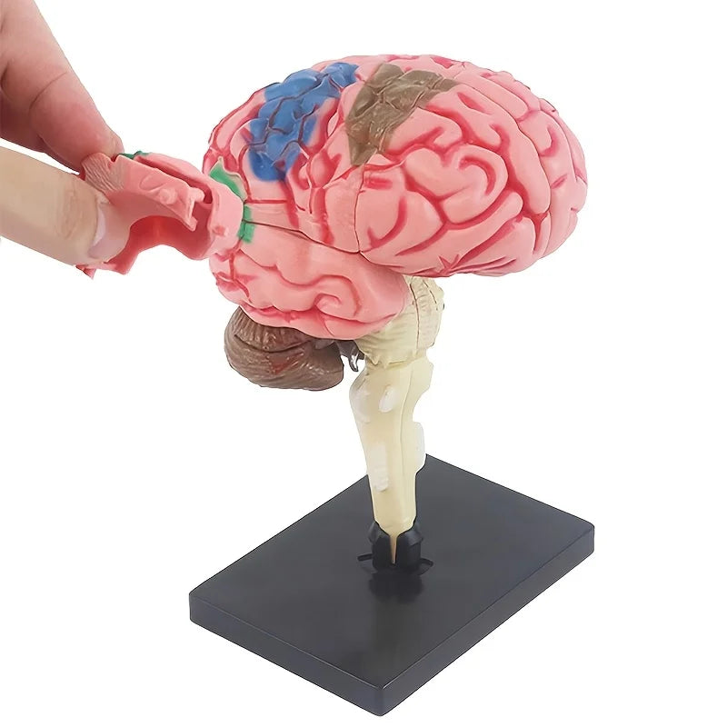 4D Human Brain Anatomy Assembly Model 32 Pcs Detachable Interactive Science Learning Kit Educational Biology Toy School Teaching
