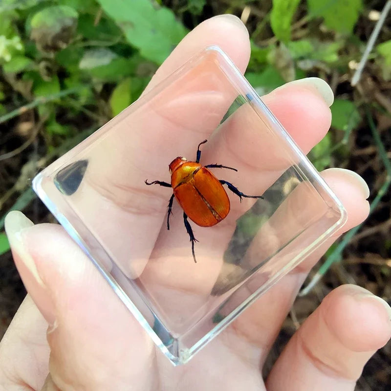 29 New Real Insect Specimen Resin Scarab Spider Specimen Beetle Flower Marine Plant Teaching Kids Gift Box Room Home Decoration