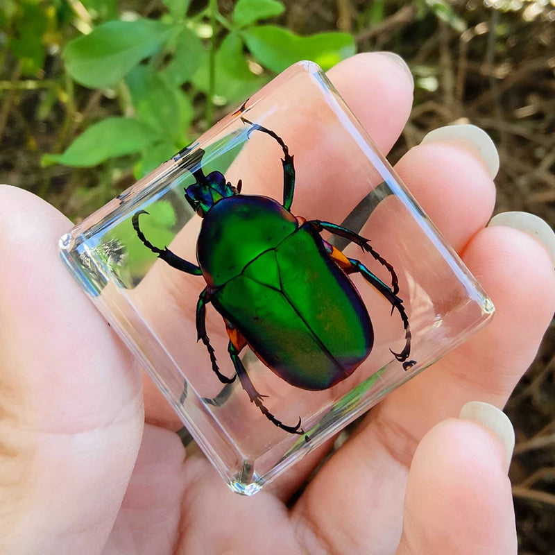 29 New Real Insect Specimen Resin Scarab Spider Specimen Beetle Flower Marine Plant Teaching Kids Gift Box Room Home Decoration