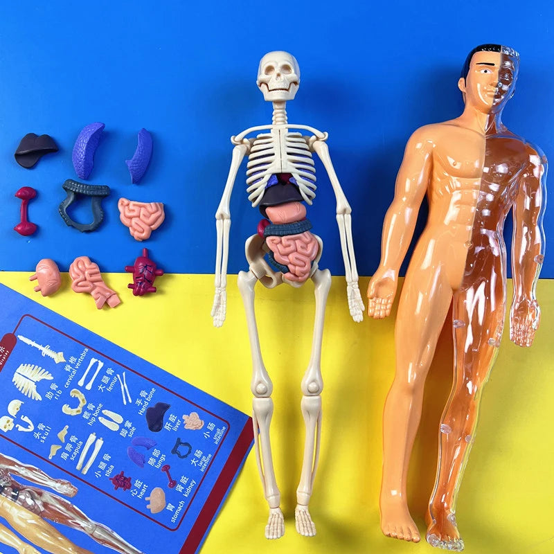 3D Human Skeleton Organ Anatomy Scientific Model Kit Kids Body Education Models Removable Simulation DIY Organ Assembly Model