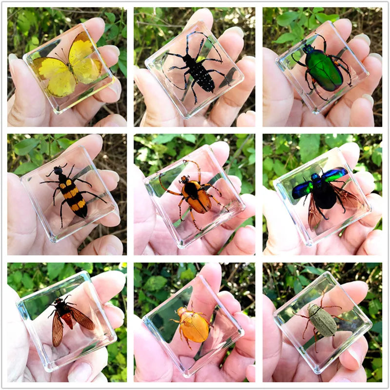 29 New Real Insect Specimen Resin Scarab Spider Specimen Beetle Flower Marine Plant Teaching Kids Gift Box Room Home Decoration