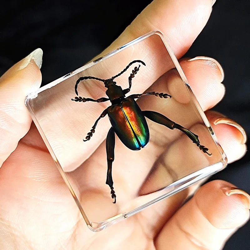 29 New Real Insect Specimen Resin Scarab Spider Specimen Beetle Flower Marine Plant Teaching Kids Gift Box Room Home Decoration