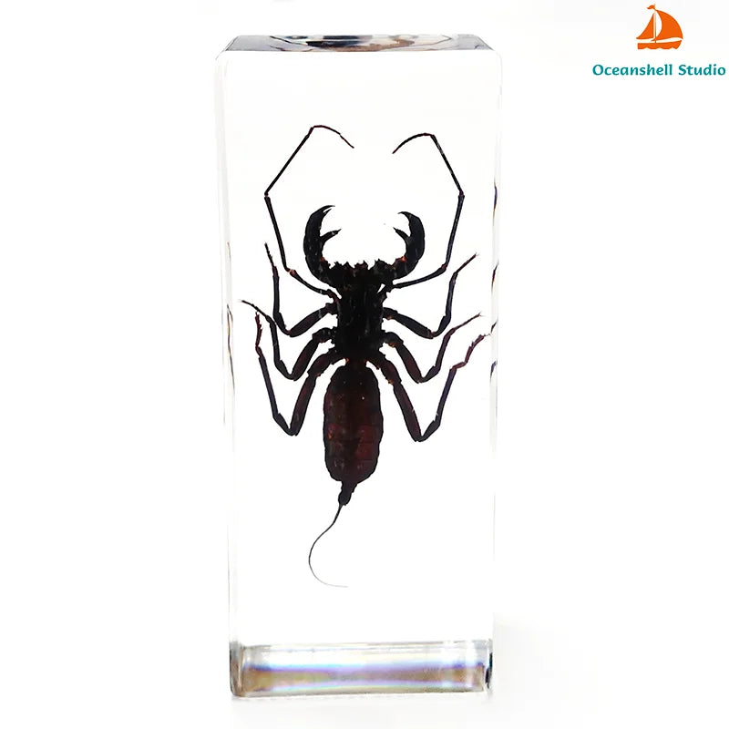 Large Size Insect in Resin Specimen Bugs Taxidermy Collection Resin Preserved Specimen Set for Science, Education Desk Ornament