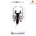 Large Size Insect in Resin Specimen Bugs Taxidermy Collection Resin Preserved Specimen Set for Science, Education Desk Ornament