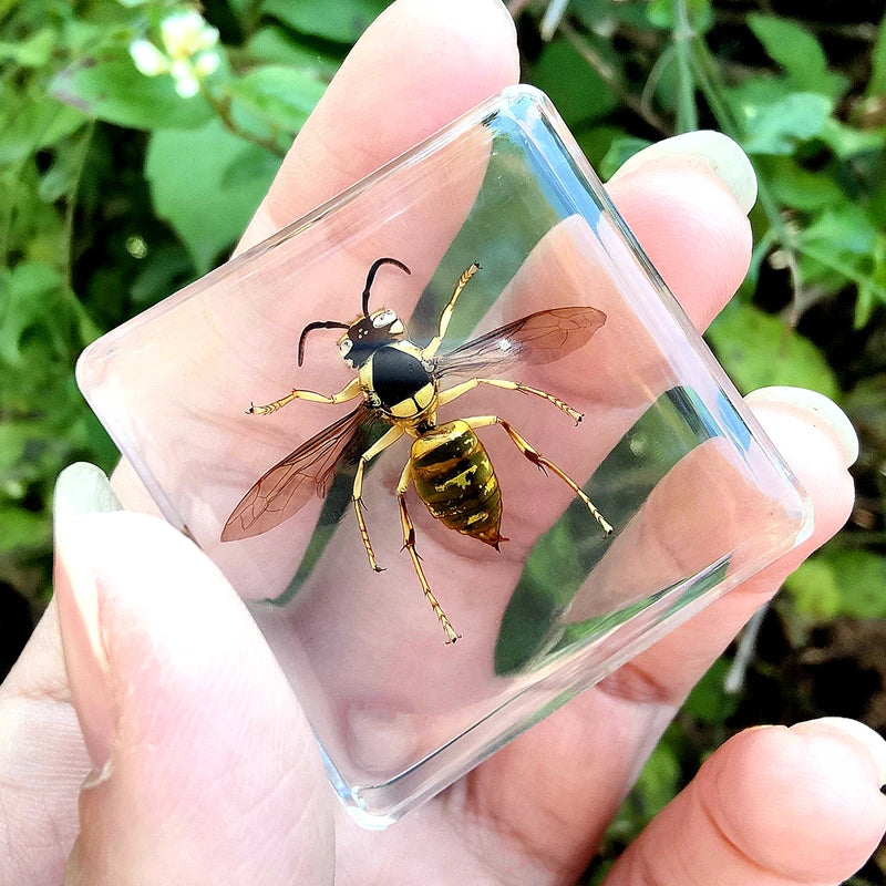 29 New Real Insect Specimen Resin Scarab Spider Specimen Beetle Flower Marine Plant Teaching Kids Gift Box Room Home Decoration