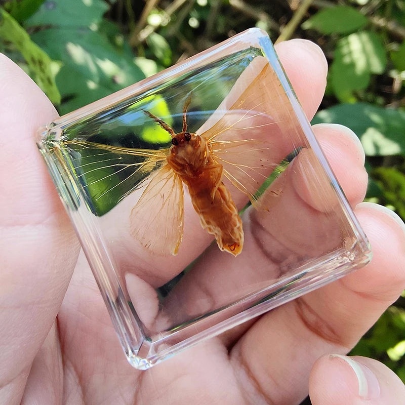 29 New Real Insect Specimen Resin Scarab Spider Specimen Beetle Flower Marine Plant Teaching Kids Gift Box Room Home Decoration