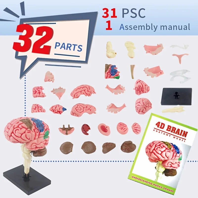 4D Human Brain Anatomy Assembly Model 32 Pcs Detachable Interactive Science Learning Kit Educational Biology Toy School Teaching