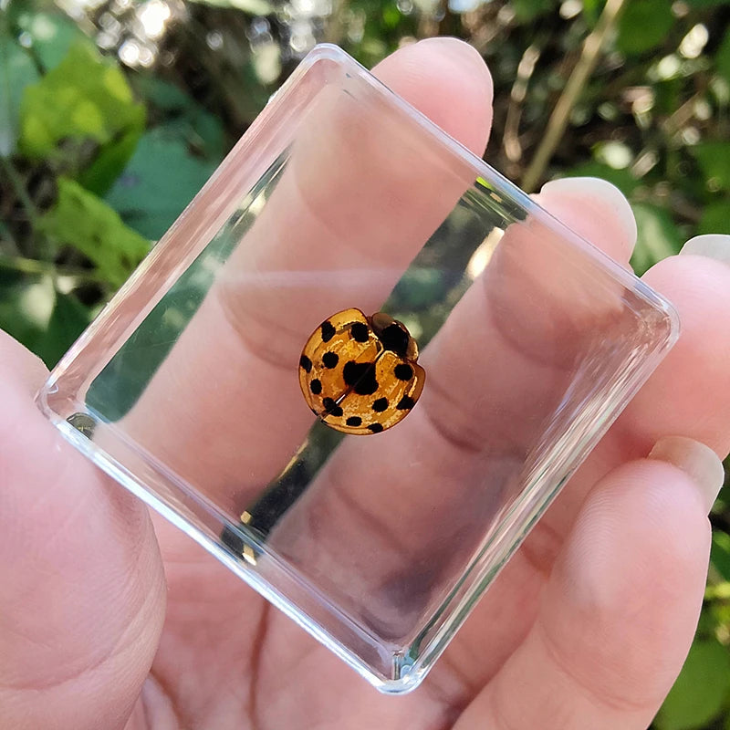 29 New Real Insect Specimen Resin Scarab Spider Specimen Beetle Flower Marine Plant Teaching Kids Gift Box Room Home Decoration