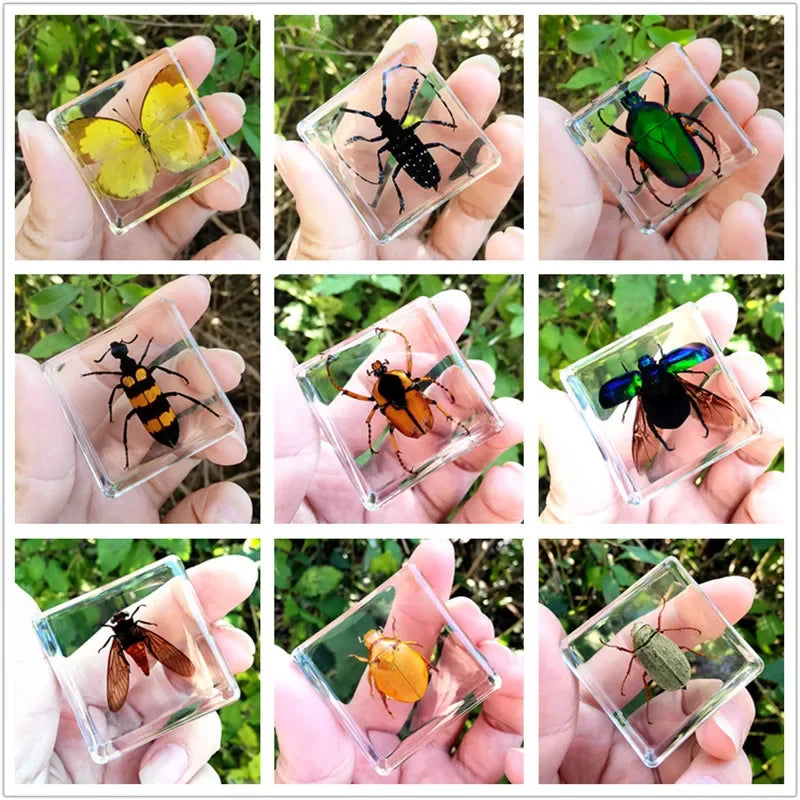 29 New Real Insect Specimen Resin Scarab Spider Specimen Beetle Flower Marine Plant Teaching Kids Gift Box Room Home Decoration