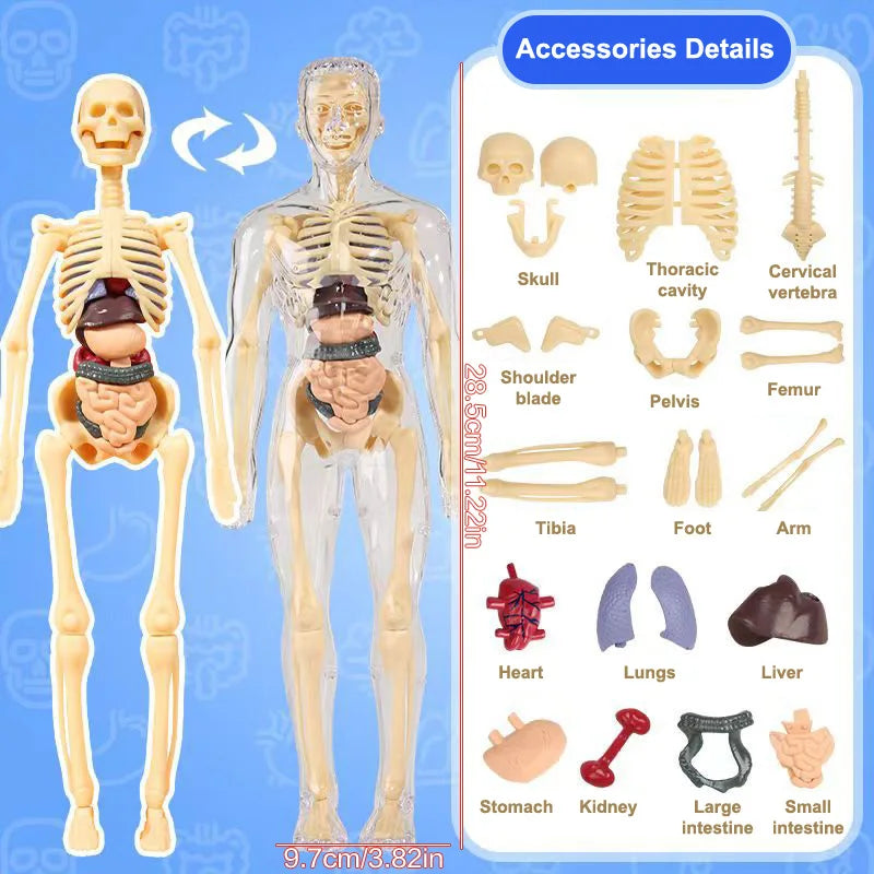 3D Human Skeleton Organ Anatomy Scientific Model Kit Kids Body Education Models Removable Simulation DIY Organ Assembly Model