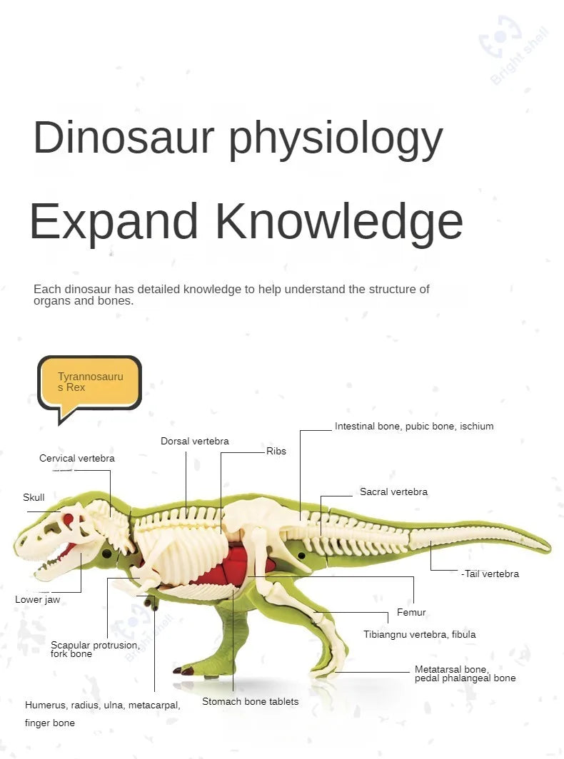 Dinosaur Fossil Excavation Kit